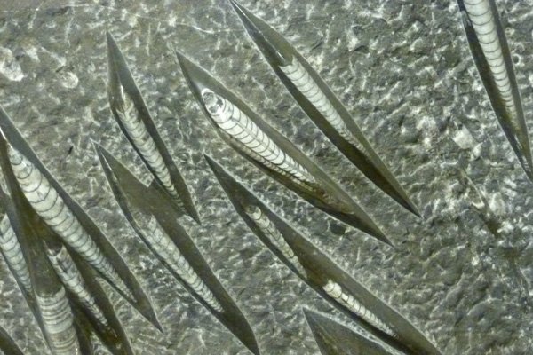 Belemnoid fossils, an extinct marine cephalopod
