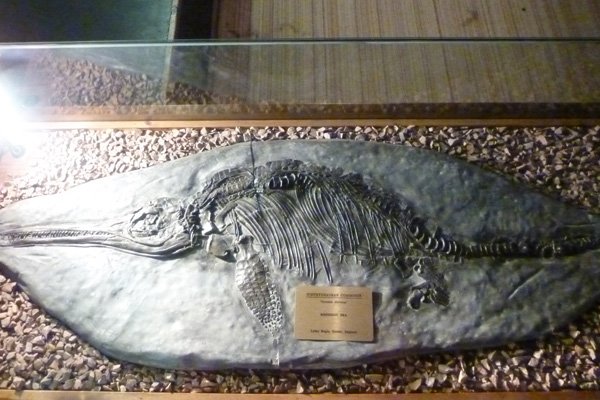 The marine reptile Ichthyosaurus communis (fish lizard)