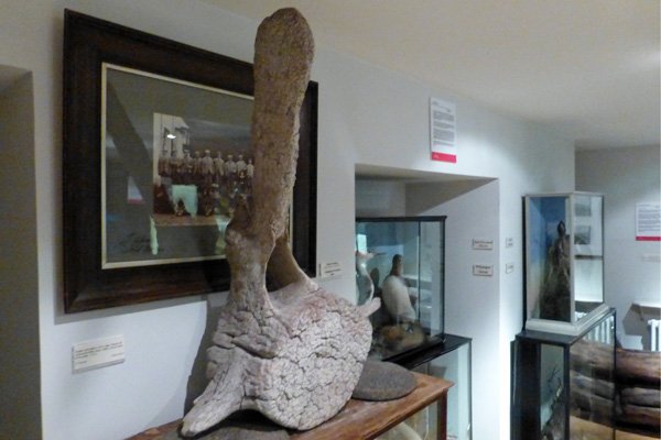 Whale bone vertebra atThe West Highland Museum
