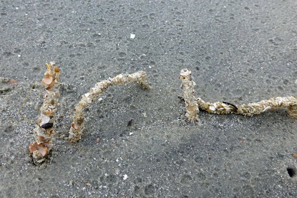 The sand masons of Camusdarach