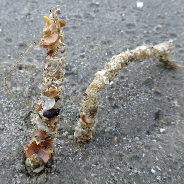 The sand masons of Camusdarach
