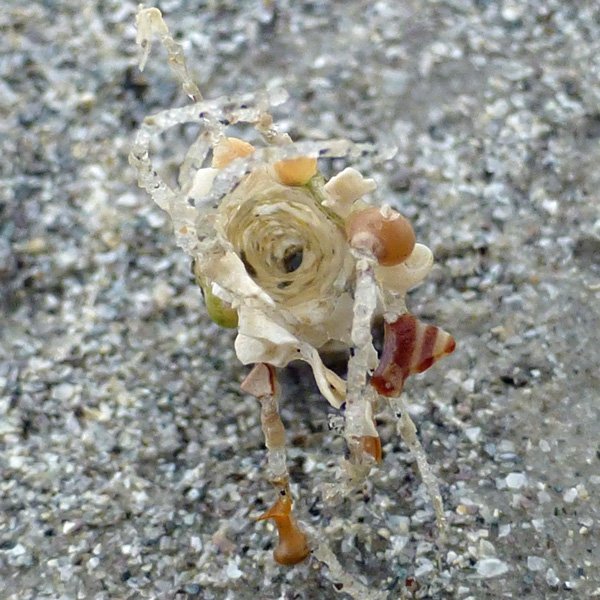 The sand masons of Camusdarach