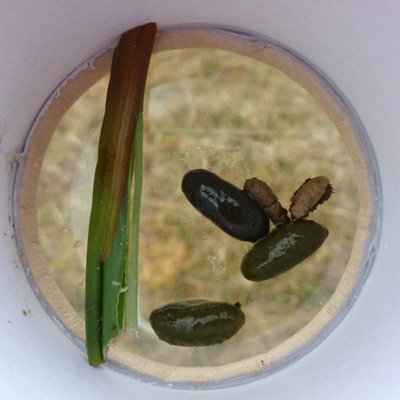 water and field vole poo and soft rush clipping
