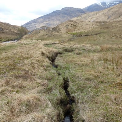 typical water vole habitat