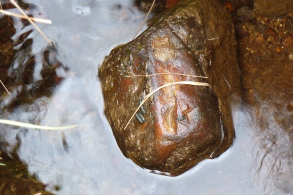 Water vole poo on a rock in the stream