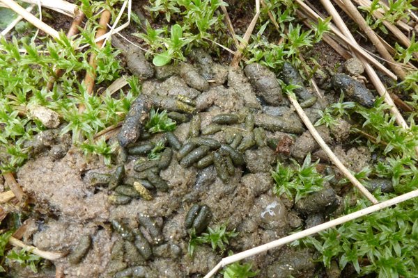 A latrine with both water and field vole poo