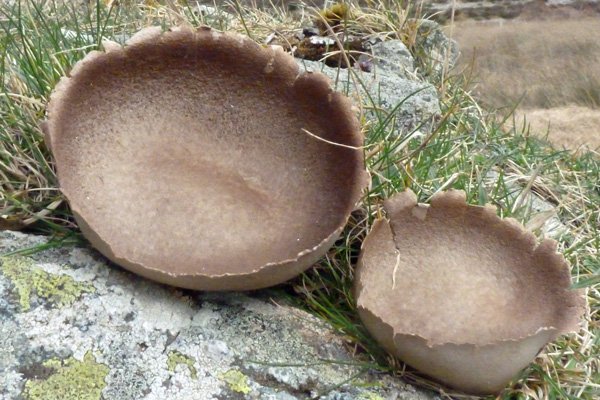The Puffballs of Bay MacNeil