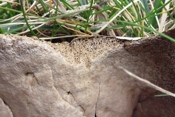 The Puffballs of Bay MacNeil