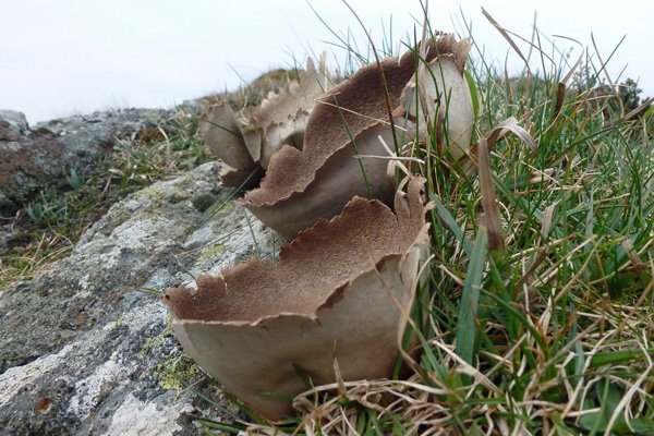The Puffballs of Bay MacNeil