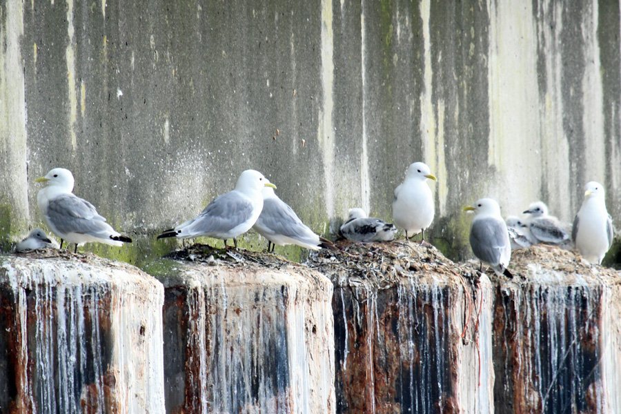A trip to see The Manx Shearwaters off The Isle of Rum