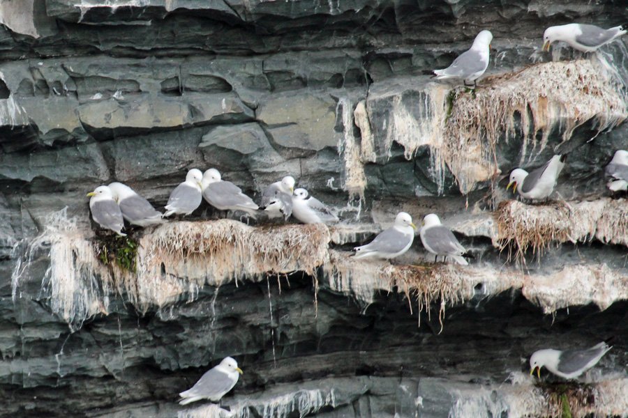 A trip to see The Manx Shearwaters off The Isle of Rum