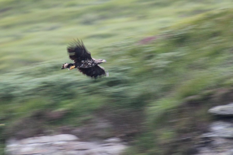 A trip to see The Manx Shearwaters off The Isle of Rum