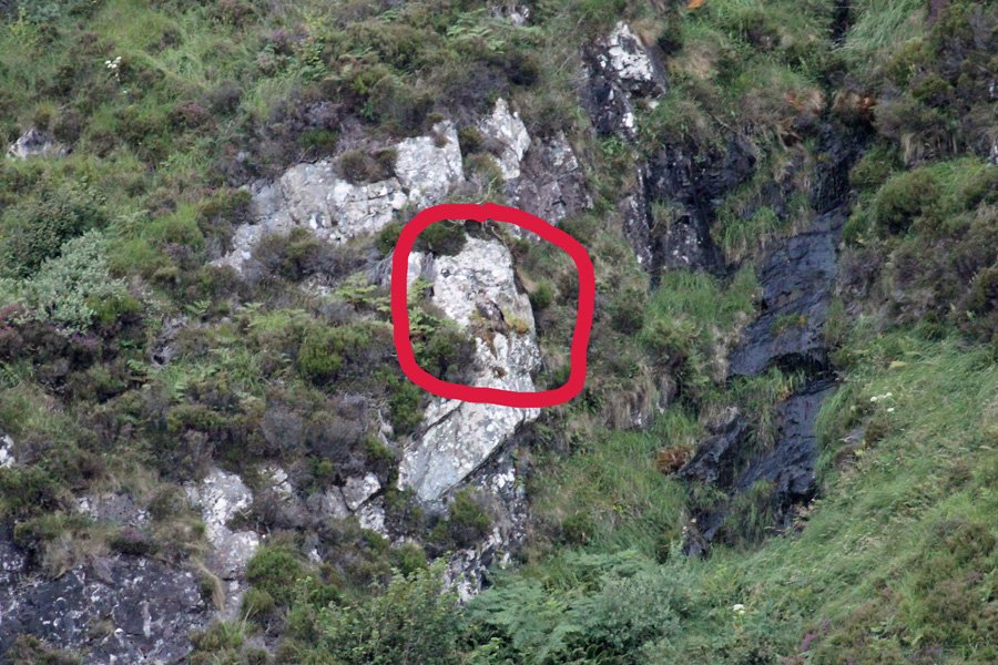 A trip to see The Manx Shearwaters off The Isle of Rum