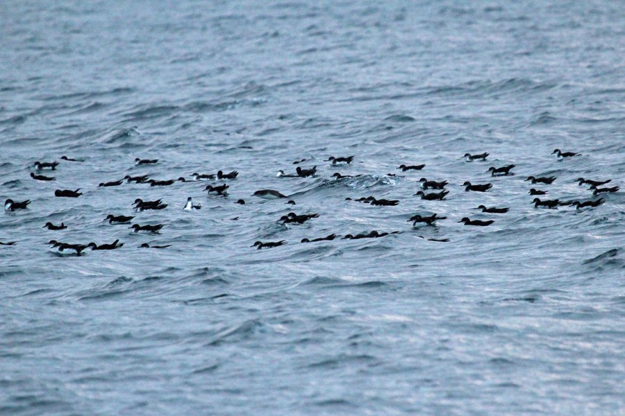 A trip to see The Manx Shearwaters off The Isle of Rum