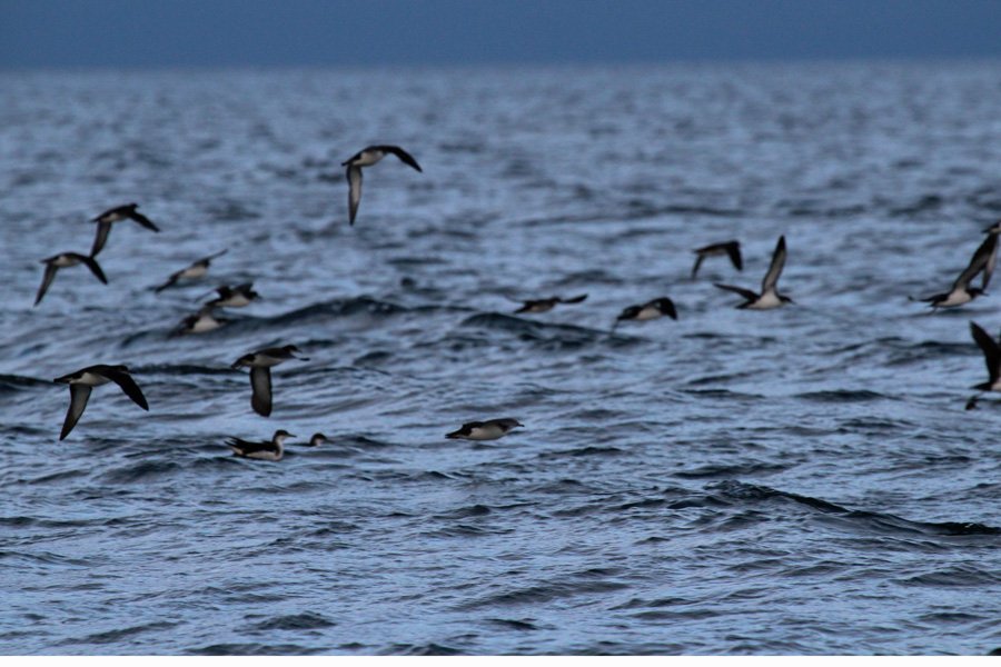A trip to see The Manx Shearwaters off The Isle of Rum