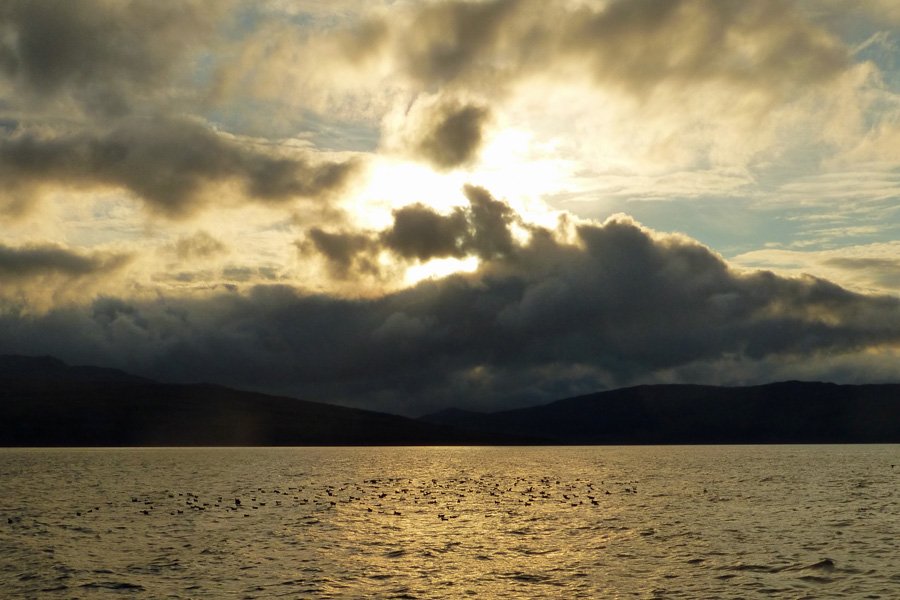 A trip to see The Manx Shearwaters off The Isle of Rum