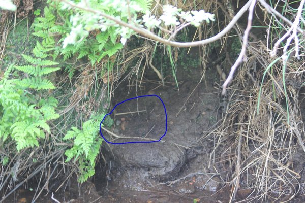 water vole latrine