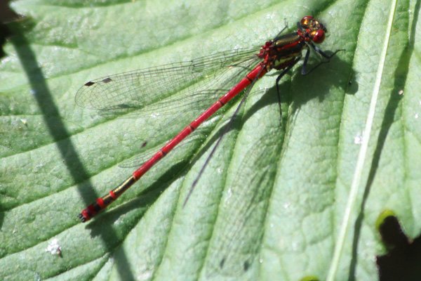 large red damselfly