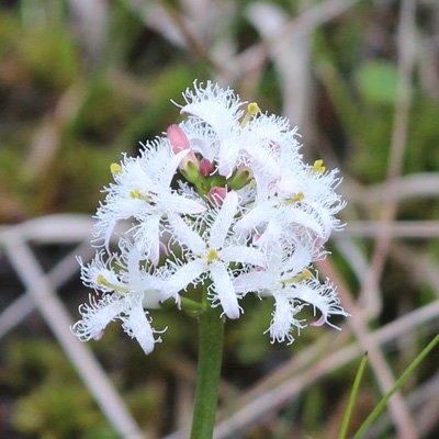 bogbean