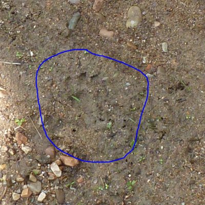 otter footprint