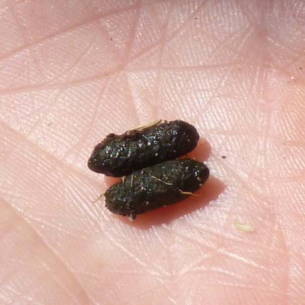 water vole poo