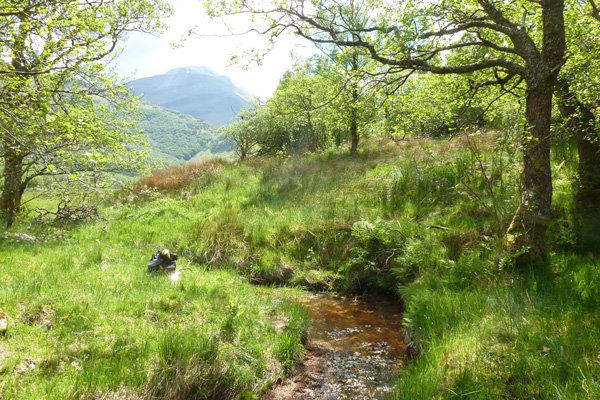 water vole habitat