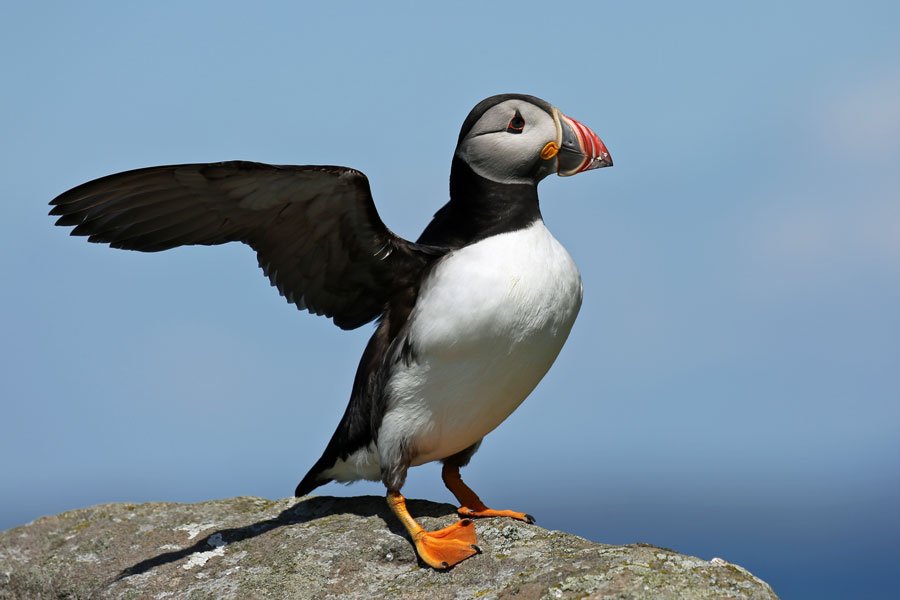 A puffin safari to The Treshnish Isles from Kilchoan