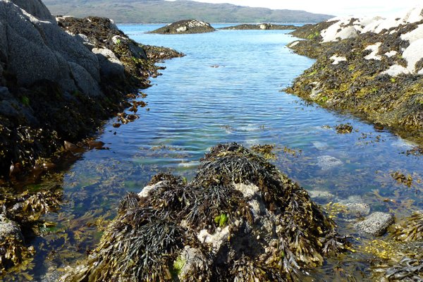 Sea Rack at Ardtoe