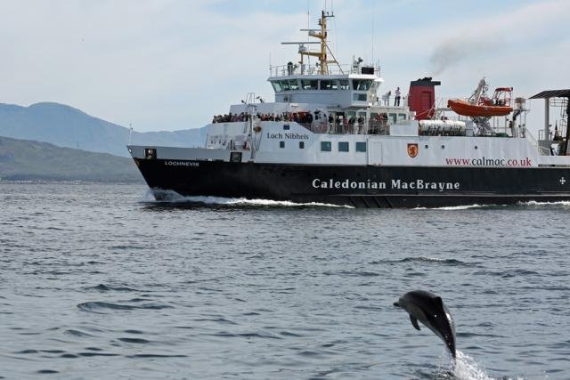 Ferries offer great willdife spotting opportunities