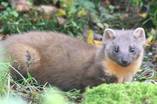 Pine Marten