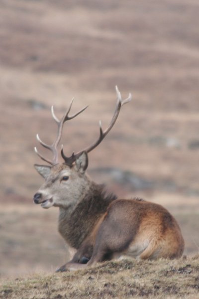 Red deer stag