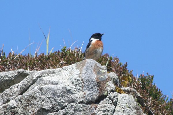Stone chat