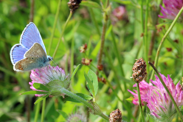 Mingarry Logdes is a good place to see butterflies and moths