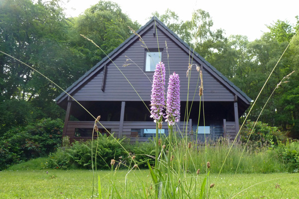 Heath spotted orchids growing in the gardens in front of Hooting Lodge