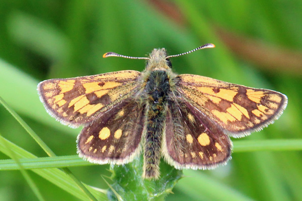 Chequered skipper butterfly seen near Mingarry Lodges