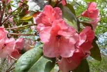 Rhododendron Cornish Cross