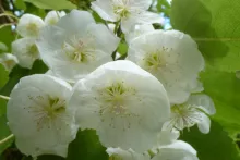 Mountain Ribbonwood in early July