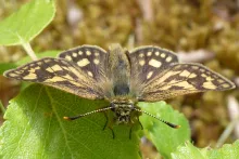 Chequered skipper
