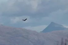 White-tailed eagle
