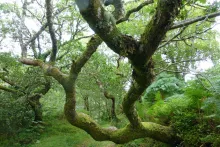 A walk into the temperate rainforest...