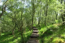 Boardwalk through Shian Wood SWT Nature Reserve