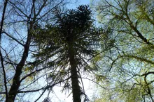 Specimen Monkey Puzzle tree