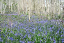 Achnaha Community Woodland