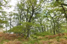  Glen Beasdale - view of the coastal sessile oak wood 