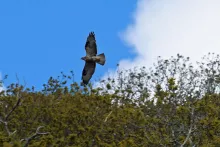 A young buzzard flying over the tree tops
