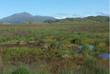 Kentra Moss looking towards Ben Resipole