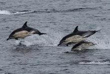 Common Dolphins spotted from the ferry to Rum