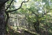 Woodland at the start of the Blain Burn walk