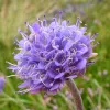Devil's-bit scabious