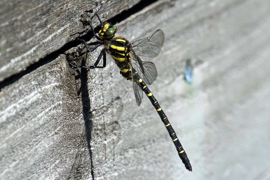 Golden ringed dragonfly on The Alphabet Trail